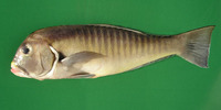 Branchiostegus semifasciatus, Zebra tilefish: fisheries