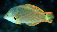 Halichoeres melanochir, : aquarium