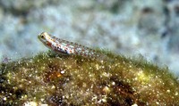 Eviota albolineata, Spotted fringefin goby: