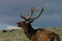 Image of: Cervus elaphus (elk)