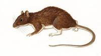 Image of: Proechimys semispinosus (Tome's spiny rat)