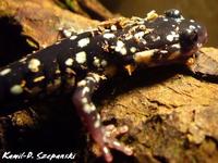 Plethodon glutinosus - Northern Slimy Salamander