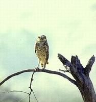 Image of: Athene cunicularia (burrowing owl)