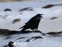 Image of: Corvus corone (carrion crow)