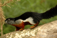 Callosciurus prevostii - Prevost's Squirrel