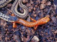 Image of: Eurycea longicauda (long-tailed salamander), Thamnophis sirtalis (common garter snake)