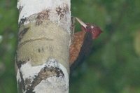 Red-necked Woodpecker - Campephilus rubricollis