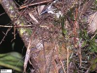 White-breasted Wood-Wren - Henicorhina leucosticta