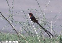 Red-collared Widowbird - Euplectes ardens