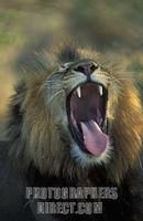 male Lion , Panthera leo , Kruger National Park , South Africa stock photo