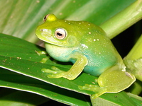 : Aplastodiscus leucopygius; Guinle Treefrog