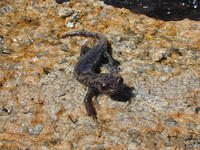 : Hydromantes platycephalus; Mt Lyell Salamander