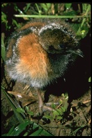 : Psophia sp.; Trumpeter