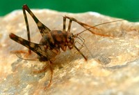 : Ceuthophilus maculatus; Spotted Cave Cricket