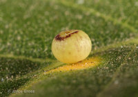 : Dryocosmus minusculus; Pumpkin Gall Wasp;