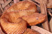 : Porthidium lansbergi