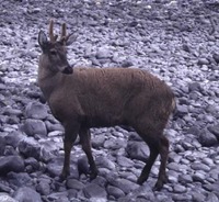 Huemul stag at periglacial area in Chile coastal Patagonia, spring 1995