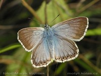 Polyommatus coridon - Chalk Hill Blue