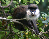 Red-tailed monkey (Cercopithecus ascanius schmidti)