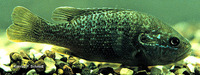 Lepomis cyanellus, Green sunfish: aquaculture, gamefish