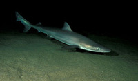Galeorhinus galeus, Tope shark: fisheries, gamefish, aquarium
