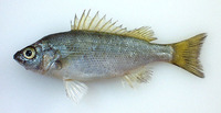 Leiopotherapon plumbeus, : fisheries