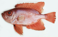 Priacanthus sagittarius, Arrow bulleye: fisheries