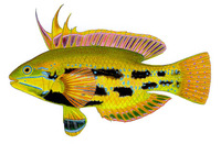 Odax acroptilus, Rainbow cale: aquarium