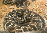 Image of: Crotalus horridus (timber rattlesnake)