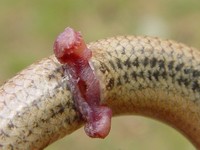 Anguis fragilis - Slow Worm