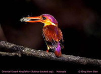 Oriental Dwarf Kingfisher - Ceyx erithaca