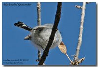 Black-tailed Gnatcatcher - Polioptila melanura