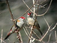 Red-browed Firetail - Neochmia temporalis