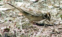 Lark Sparrow - Chondestes grammacus