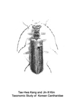 OO병대벌레 - Podabrus jirisanensis