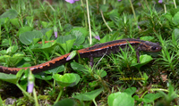 : Chioglossa lusitanica; Gold-striped Salamander