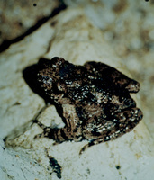 : Pelodytes caucasicus; Caucasian Parsley Frog