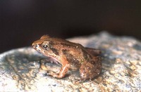 : Phrynobatrachus dispar; Principe Puddle Frog