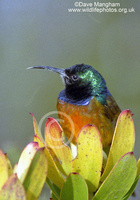: Anthobaphes violacea; Orange-breasted Sunbird