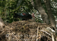 : Geronticus calvus; Southern Bald Ibis Nest