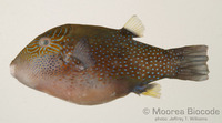 : Canthigaster amboinensis