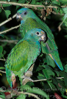 : Pionus menstruus; Blue-headed Parrot