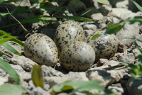 : Recurvirostra americana (eggs); American Avocet (eggs)