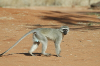 : Cercopithecus pygerythrus; Vervet Monkey
