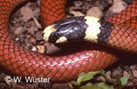 : Apostolepis assimilis; Snake