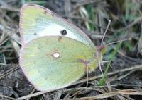 Colias erate - Eastern Pale Clouded Yellow