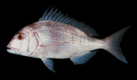 Cheimerius nufar, Santer seabream: fisheries