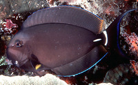 Acanthurus leucocheilus, Palelipped surgeonfish: aquarium