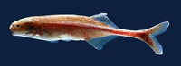Brienomyrus longicaudatus, :
