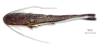 Sorubimichthys planiceps, Firewood catfish: fisheries, aquarium